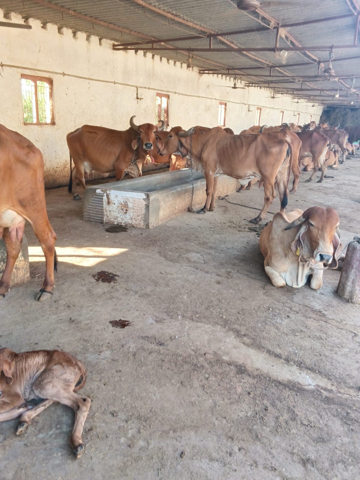 ગૌમાતા આશ્રમ મોરથરા ગૌશાળા